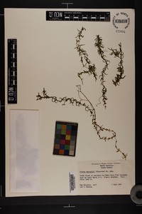 Elodea nuttallii image