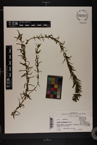 Elodea canadensis image