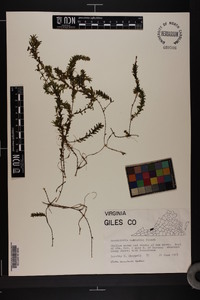 Elodea nuttallii image