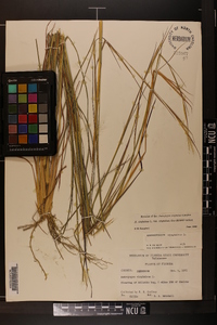 Andropogon virginicus var. virginicus image