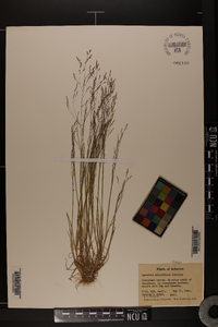 Agrostis elliottiana image