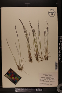 Agrostis elliottiana image