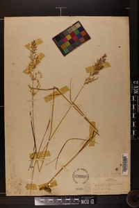 Agrostis capillaris image