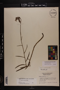 Lobelia glandulosa image