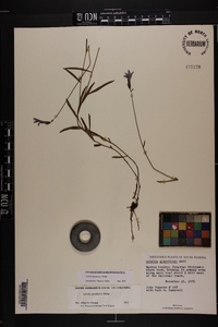 Lobelia glandulosa image