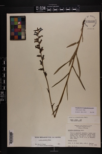 Lobelia glandulosa image