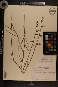 Lobelia glandulosa image