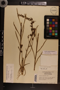 Lobelia glandulosa image