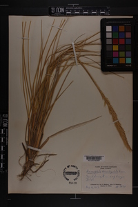 Ammophila breviligulata image