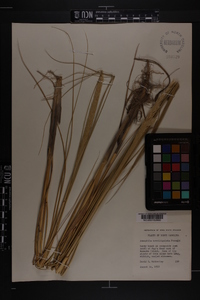 Ammophila breviligulata image