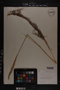 Ammophila breviligulata image