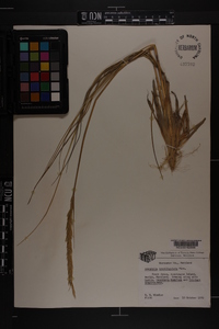 Ammophila breviligulata image