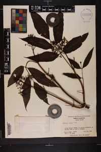 Sambucus racemosa subsp. racemosa image