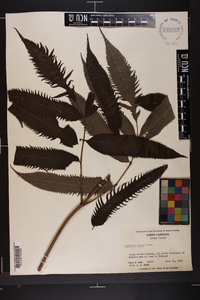 Sambucus racemosa subsp. racemosa image