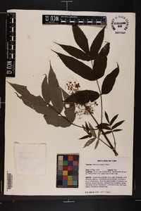 Sambucus racemosa subsp. racemosa image