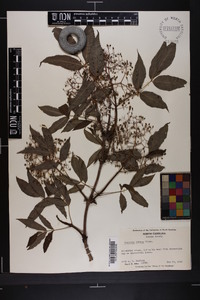 Sambucus racemosa subsp. racemosa image