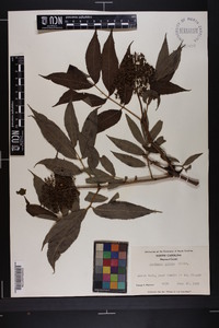 Sambucus racemosa subsp. racemosa image