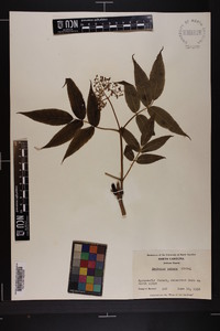 Sambucus racemosa subsp. racemosa image