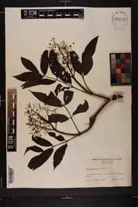 Sambucus racemosa subsp. racemosa image