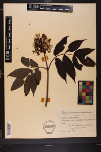 Sambucus racemosa subsp. racemosa image