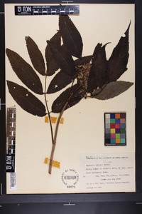 Sambucus racemosa subsp. racemosa image