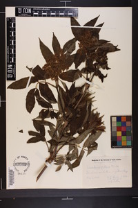 Sambucus racemosa subsp. racemosa image