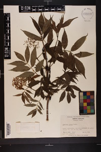 Sambucus racemosa subsp. racemosa image