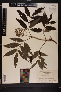 Sambucus racemosa subsp. racemosa image