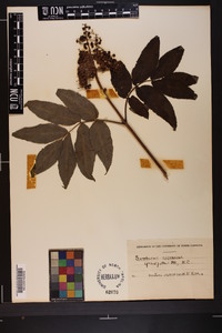 Sambucus racemosa subsp. racemosa image