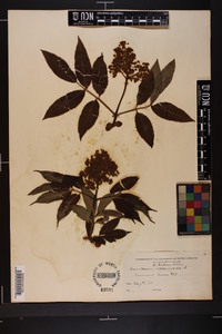 Sambucus racemosa subsp. racemosa image