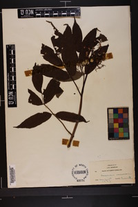 Sambucus racemosa subsp. racemosa image