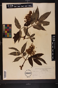 Sambucus racemosa subsp. racemosa image