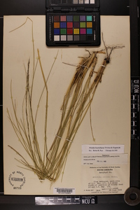 Aristida beyrichiana image