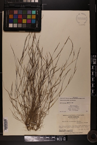 Aristida dichotoma var. dichotoma image