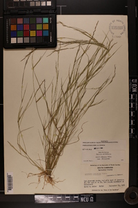 Aristida dichotoma image