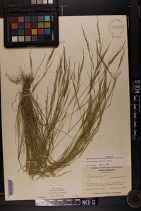 Aristida dichotoma var. dichotoma image