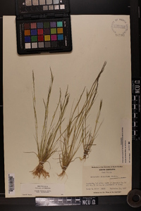 Aristida dichotoma image