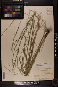 Aristida lanosa image