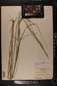 Aristida lanosa image