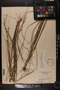 Aristida lanosa image