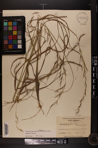 Aristida lanosa image