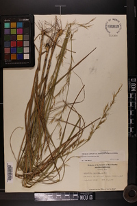 Aristida lanosa image