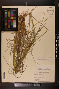 Andropogon virginicus var. virginicus image