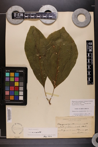 Magnolia acuminata image