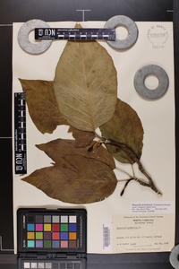 Magnolia acuminata image