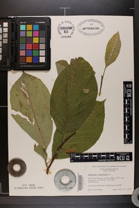 Magnolia acuminata image