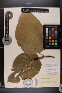 Magnolia acuminata image