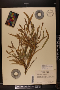 Arundinaria gigantea image
