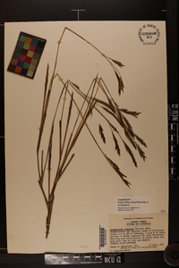 Arundinaria gigantea image