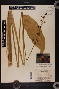 Sagittaria falcata image